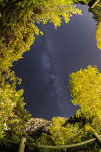 Low angle view of yellow tree against sky