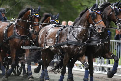 Horses in a horse