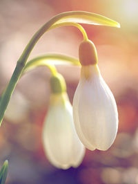 Close-up of white flowering plant