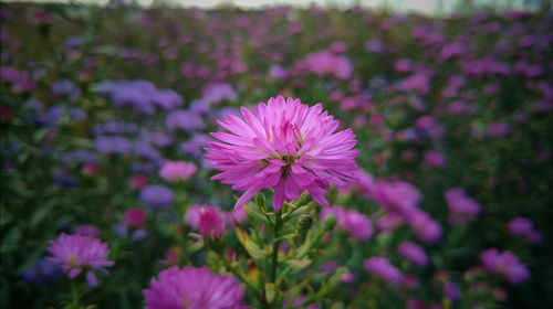 Close-up of pink cosmos flower blooming in field