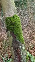 Plants growing on landscape