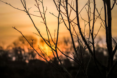 Close-up of silhouette bare trees during sunset