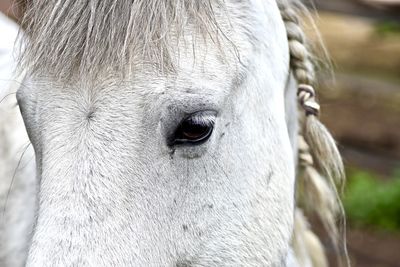 Close-up portrait of horse