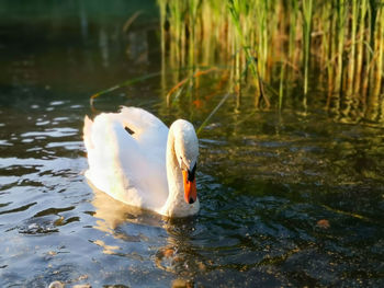 Swan swimming in lake