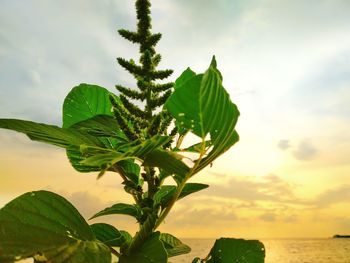 Close-up of fresh green plant against sky