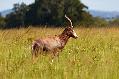 Blesbok in milwane national park in swaziland