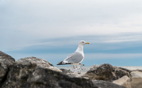 Seagull perching on rock by sea against sky