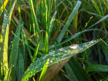 Close-up of insect on plant