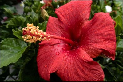 Close-up of wet red hibiscus blooming outdoors