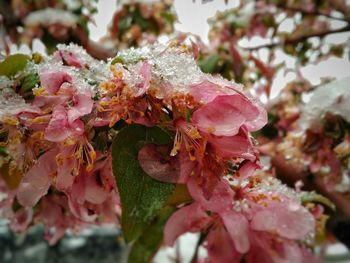 Close-up of pink flowers