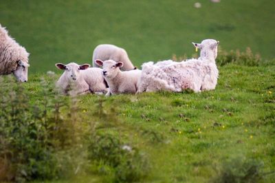 Sheep in a field