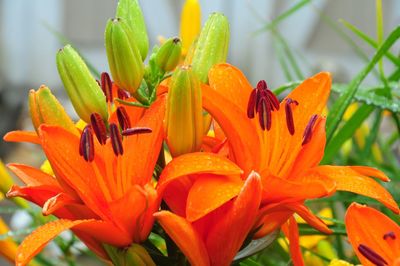 Close-up of orange lily