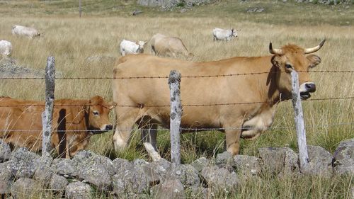 Cattle on field