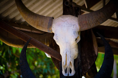 Close-up of animal skull