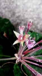 Close-up of flower against blurred background