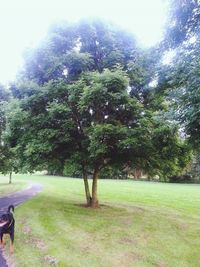 Trees in park