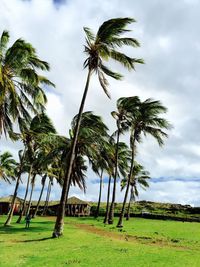 Palm trees on field against sky