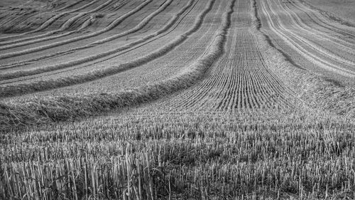 Full frame shot of plants growing on field