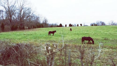 Grass grazing on field