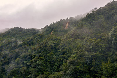 Scenic view of forest against sky