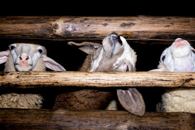 Close-up of animal on wood