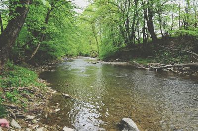 Scenic view of forest