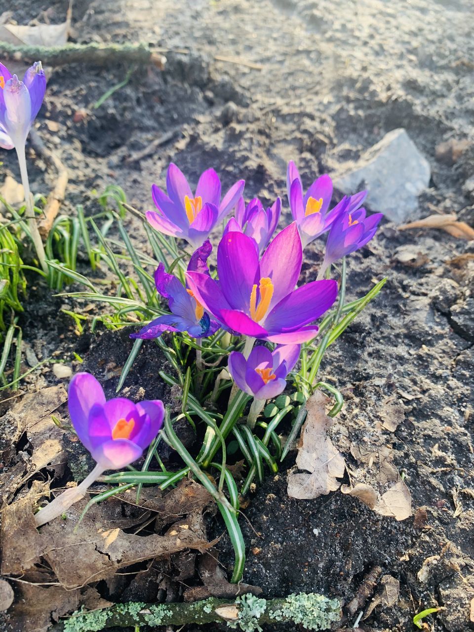 HIGH ANGLE VIEW OF PINK CROCUS FLOWERS