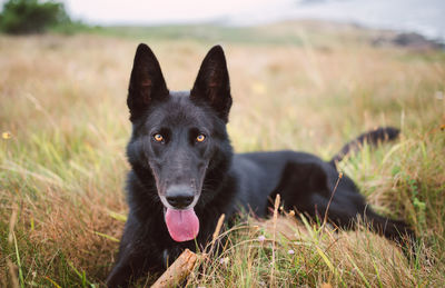 Black dog looking away on field