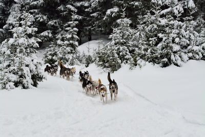 Dogs on snow covered land