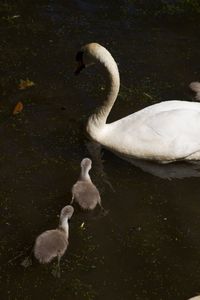 Swan floating on lake