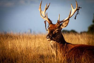 A deer sat down, among the grass in richmond park.