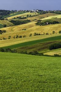 Scenic view of grassy field against sky