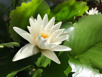 Close-up of white flower blooming outdoors