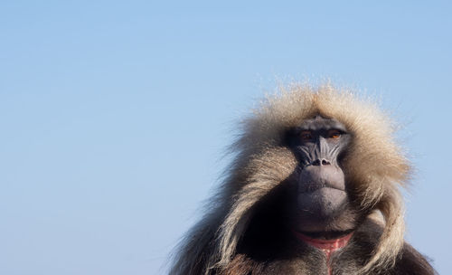 A majestic gelada monkey male in simien mountains in ethiopia