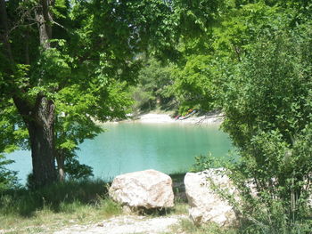 Scenic view of lake in forest