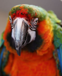 Close-up of parrot