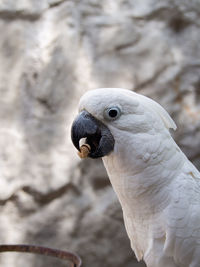 Close-up of parrot