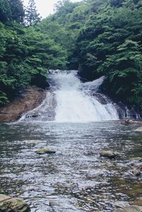 Scenic view of waterfall in forest