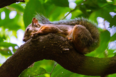 Low angle view of cat sleeping on tree