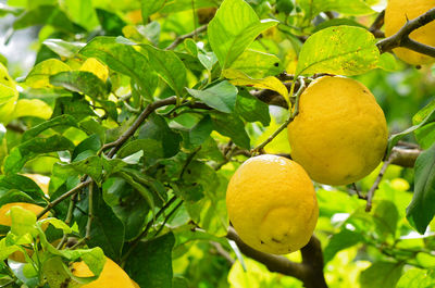 Low angle view of lemon tree