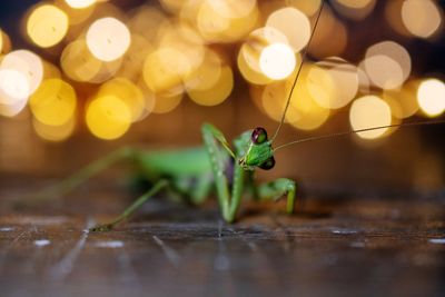 Closeup of praying mantis below bokeh ring