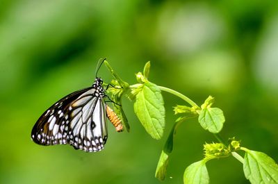 Close-up of butterfly perching on leaf