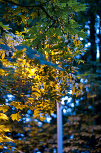 Low angle view of leaves on tree