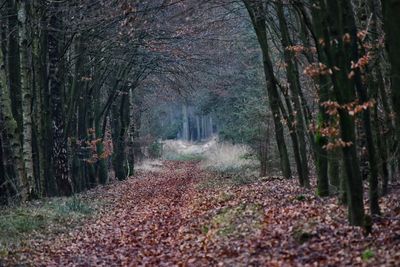 Trees in forest