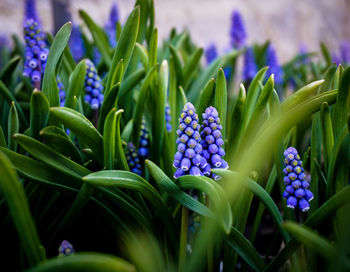 Close-up of purple flowers blooming outdoors