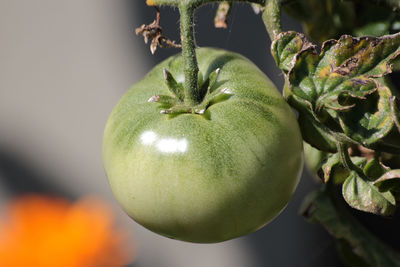Close-up of fruits