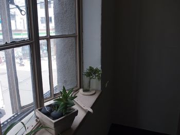 Potted plant on window sill at home