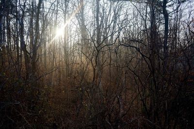 Bare trees in forest