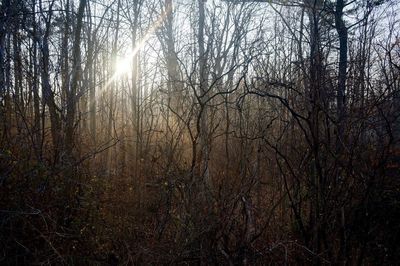 Bare trees in forest
