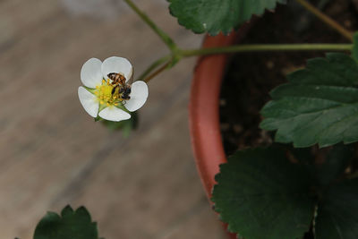 Close-up of insect on plant
